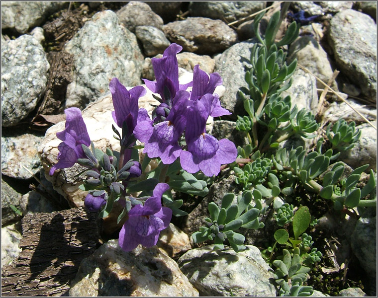 Linaria alpina / Linajola alpina