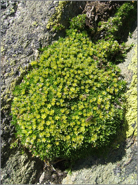 Cherleria (=Minuartia) sedoides / Minuartia sedoide