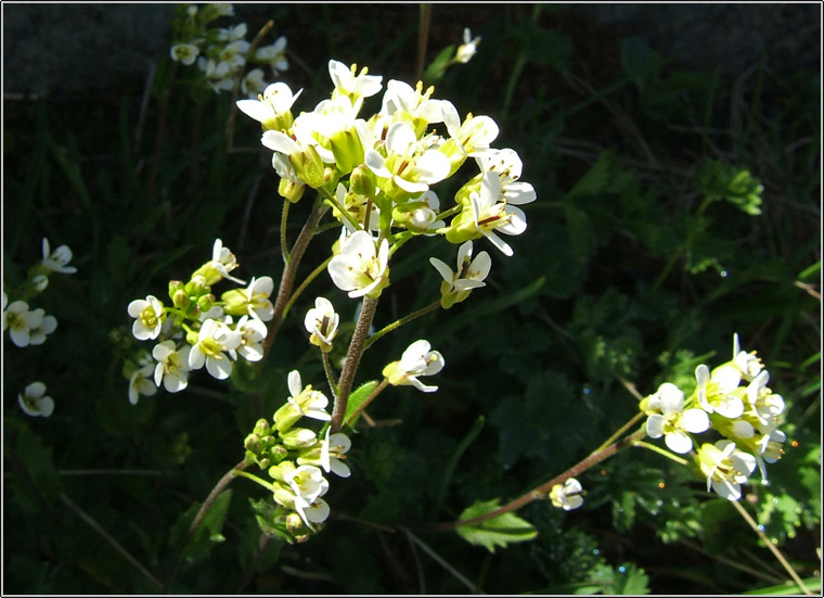Arabis alpina / Arabetta alpina