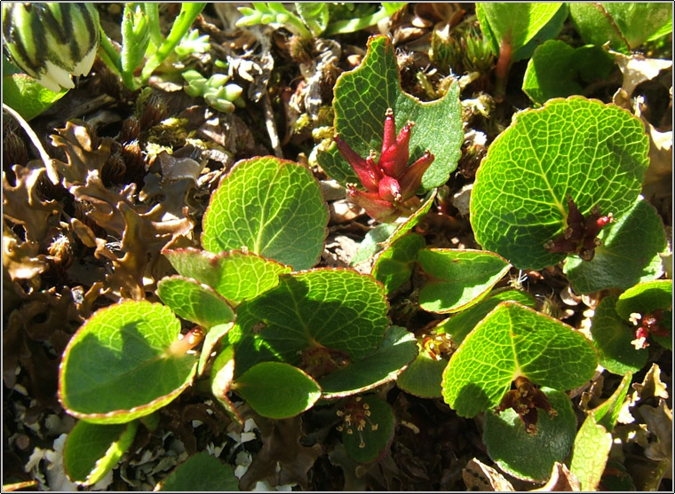Salix herbacea / Salice erbaceo