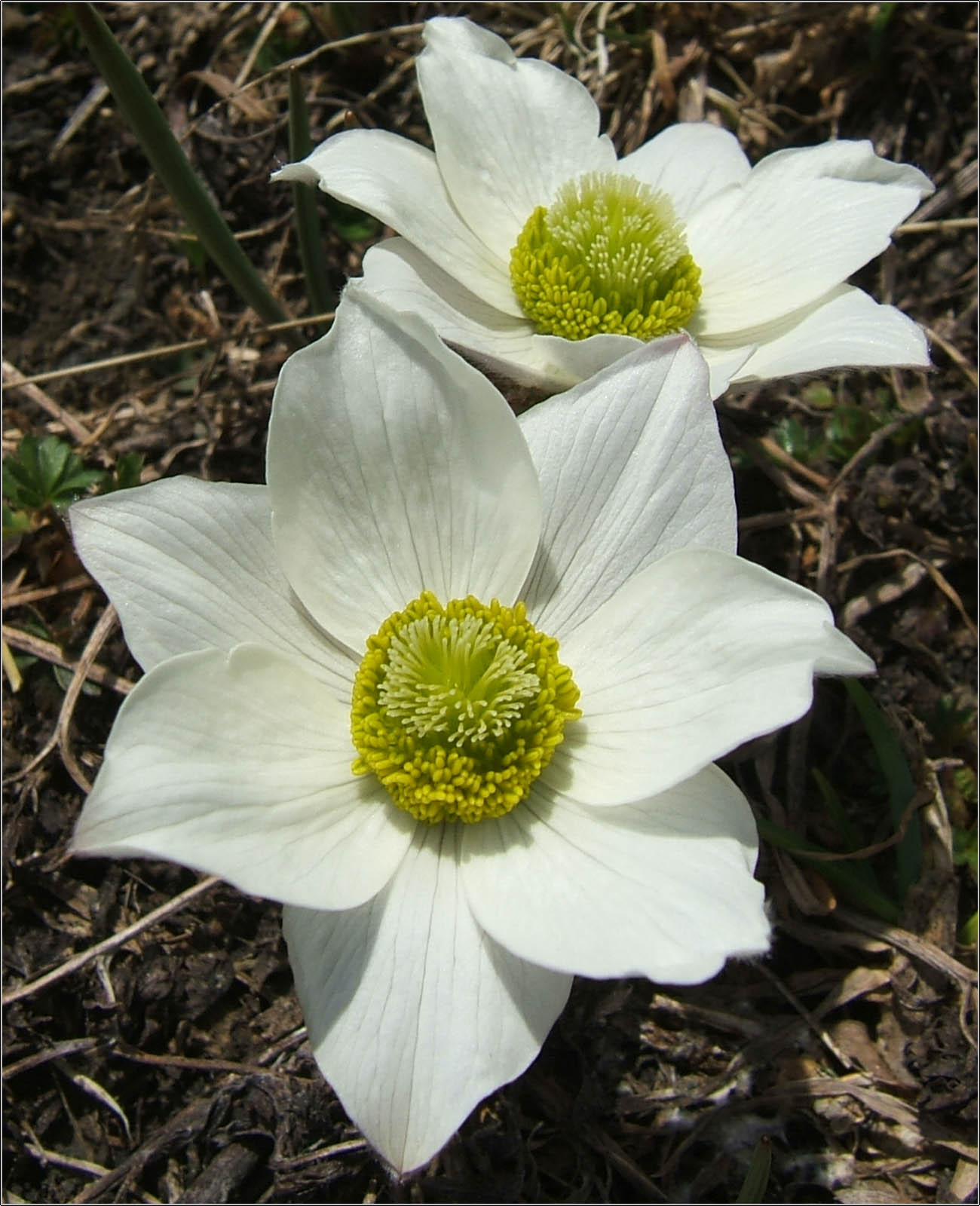 Pulsatilla alpina