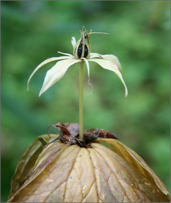 Paris quadrifolia / Uva di Volpe, Erba crociona
