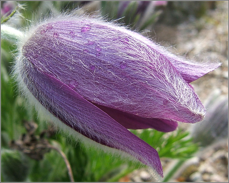 particolari