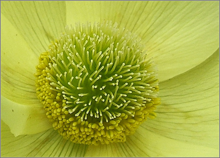 particolari