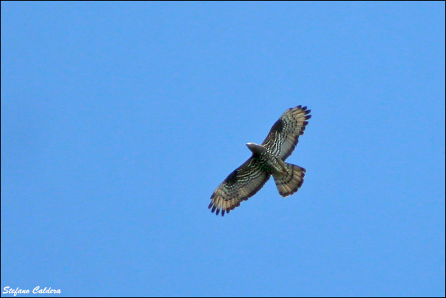 Falco pecchiaiolo - Pernis apivorus