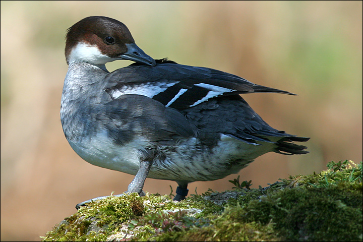Pesciaiola - Mergellus albellus