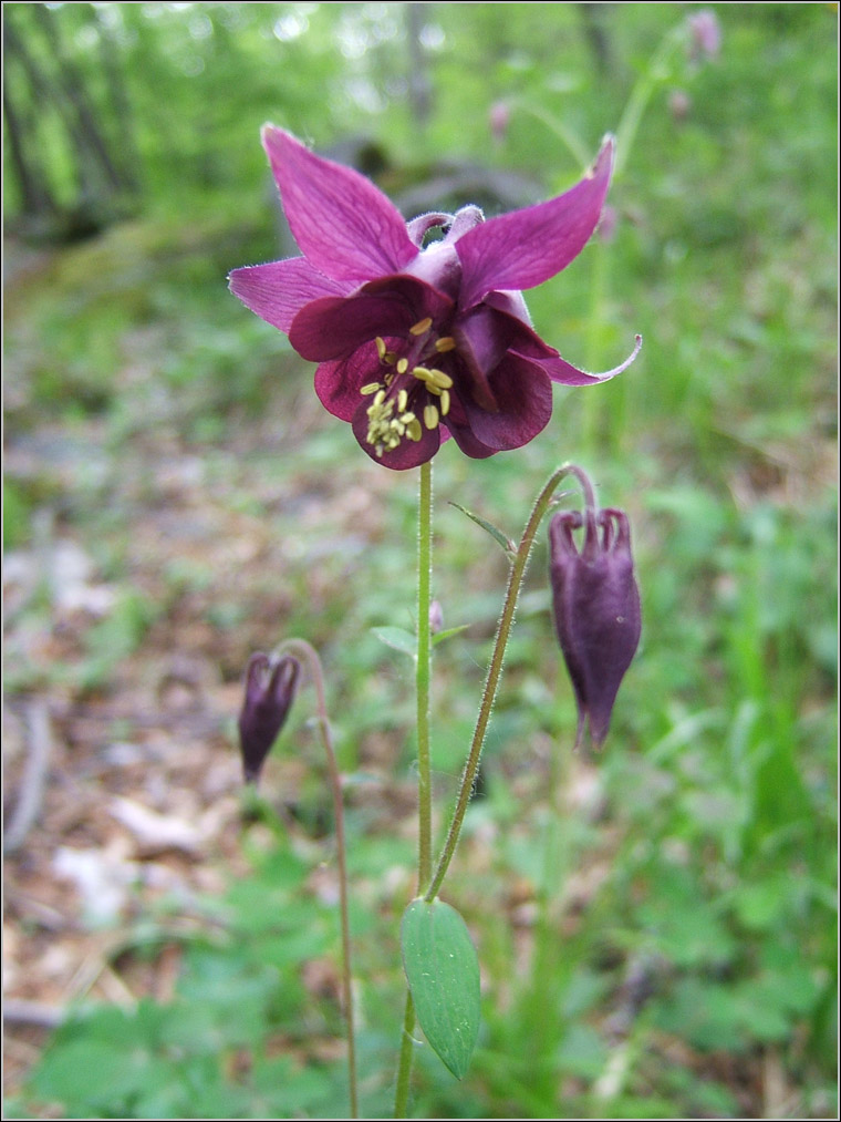 Aquilegia atrata / Aquilegia scura