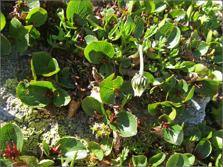 Salix herbacea / Salice erbaceo