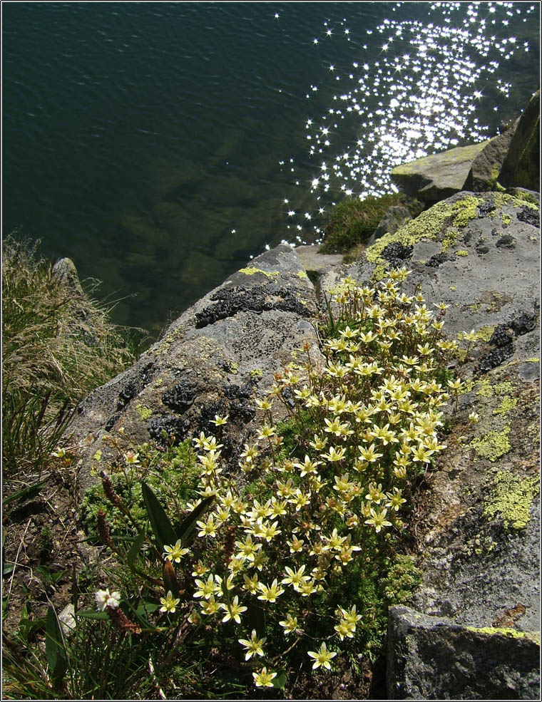 Saxifraga bryoides / Sassifraga brioide