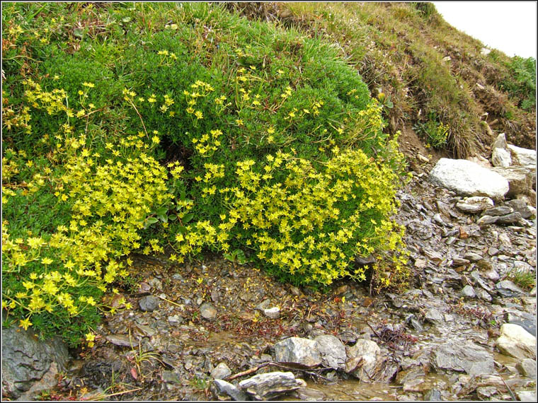 Saxifraga aizoides / Sassifraga gialla
