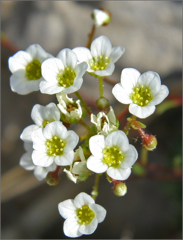 Saxifraga caesia / Sassifraga verdazzurra