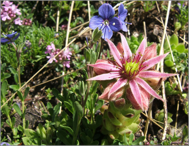 Sempervivum montanum / Semprevivo montano