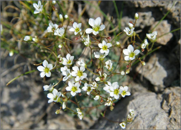 Saxifraga caesia / Sassifraga verdazzurra