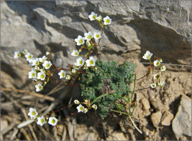 Saxifraga caesia / Sassifraga verdazzurra