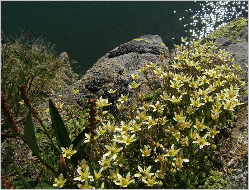 Saxifraga bryoides / Sassifraga brioide