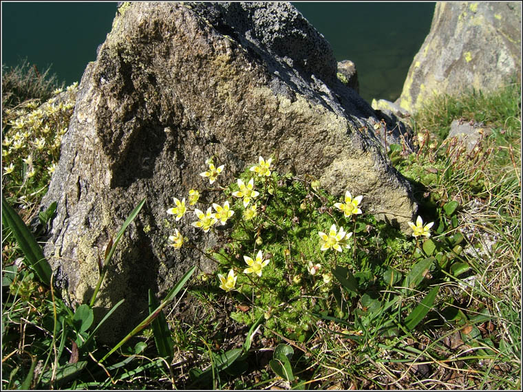 Saxifraga bryoides / Sassifraga brioide