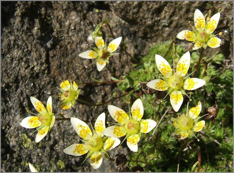Saxifraga bryoides / Sassifraga brioide