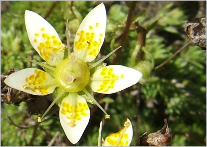 Saxifraga bryoides / Sassifraga brioide
