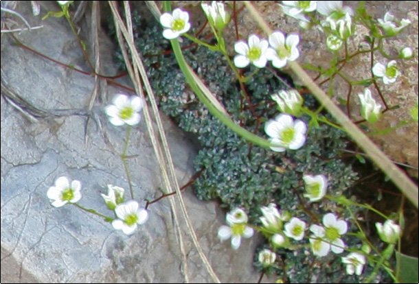 Saxifraga caesia / Sassifraga verdazzurra