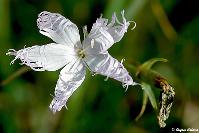 Dianthus superbus / Garofano a pennacchio