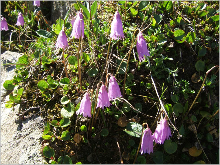 Soldanella alpina e le altre specie di Soldanella