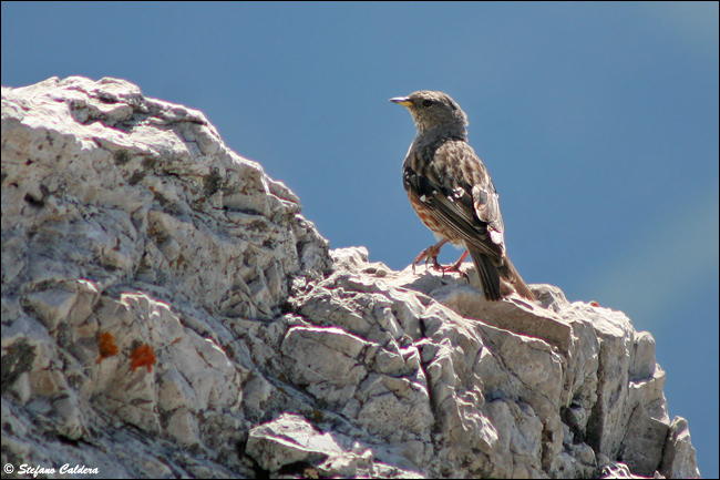 Sordone - Prunella collaris