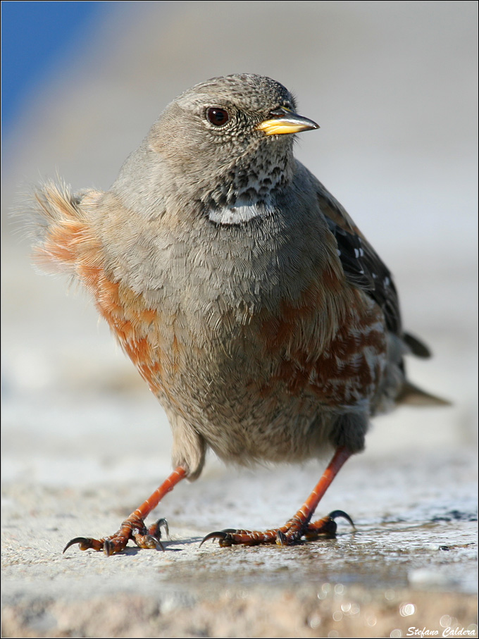 Sordone - Prunella collaris