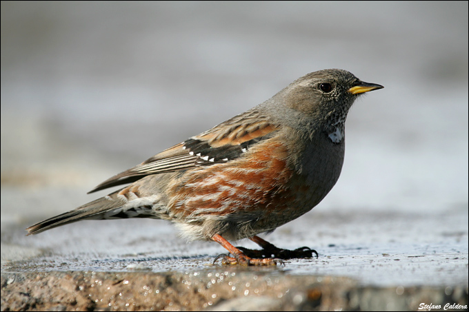 Sordone - Prunella collaris