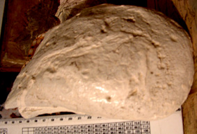 Crassostrea gigas enorme!