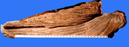 Crassostrea gigas enorme!