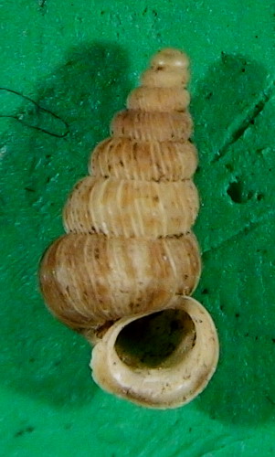 Cochlostoma septemspirale septemspirale (Razoumowsky,1789)