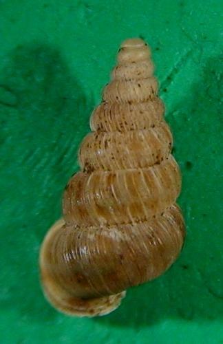 Cochlostoma septemspirale septemspirale (Razoumowsky,1789)