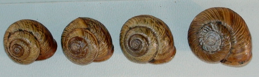 Arianta stenzii (Rossmssler, 1835) Pale di San Martino (TN)