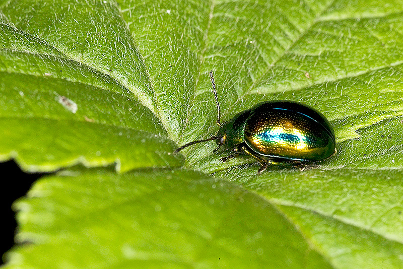 Chrysolina fastuosa