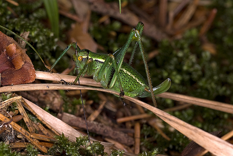 Subadulto di Barbitistes cfr. serricauda (Orthoptera)
