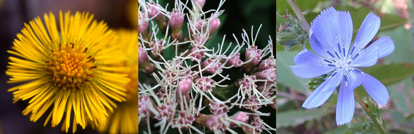 Famiglia ASTERACEAE e Genere Centaurea