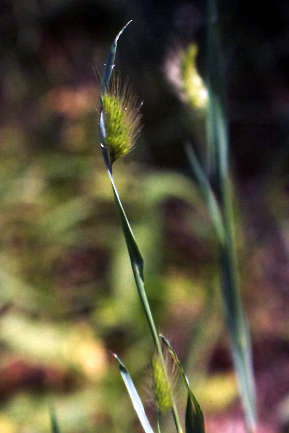 Cynosurus echinatus / Covetta comune