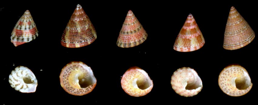 Jujubinus exasperatus e J. striatus