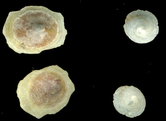 Calyptraea chinensis e cfr. Tylodina perversa