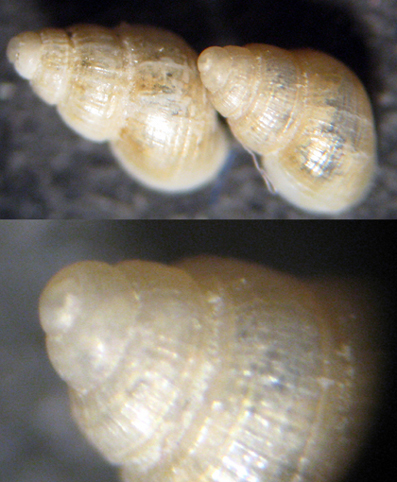 Cannizzaro 45m (14)