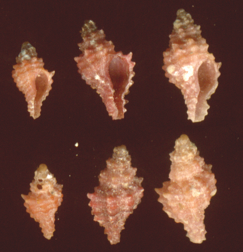 Muricopsis cristata juv.