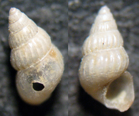 Cannizzaro 45m (16)