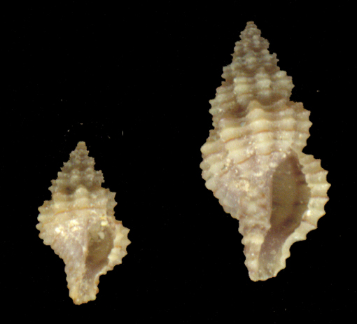 Raphitoma linearis