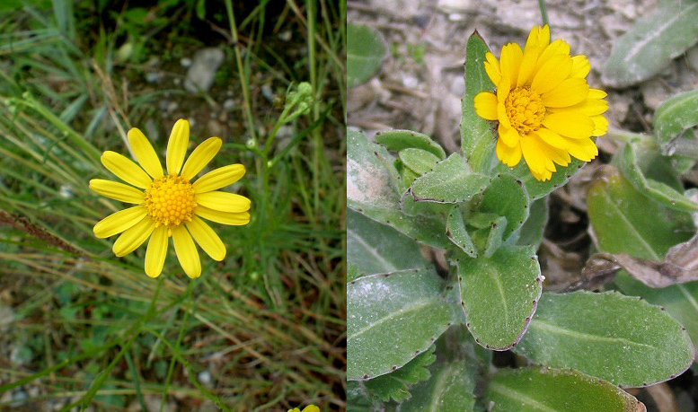 Famiglia ASTERACEAE e Genere Centaurea