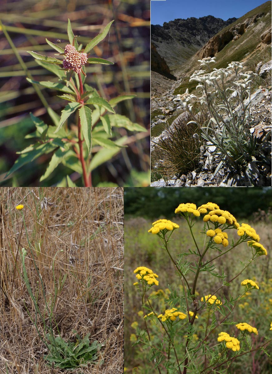 Famiglia ASTERACEAE e Genere Centaurea