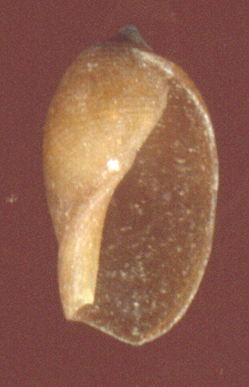 Cypraea cfr. lurida juv.