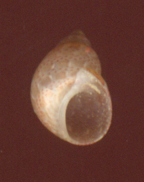 Tricolia cfr. tenuis