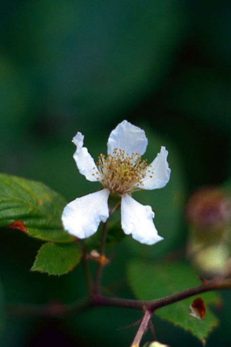 Un argomento spinoso - Rubus sp.