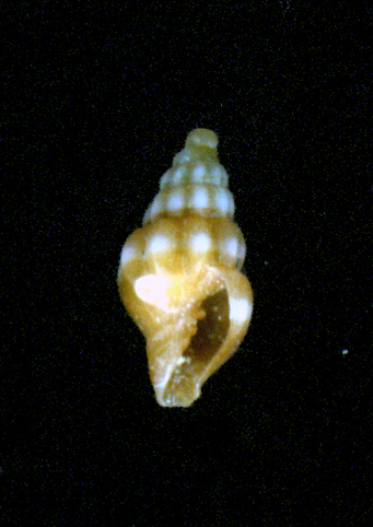 Vexillum savignyi