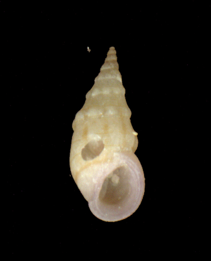 Rissoa variabilis